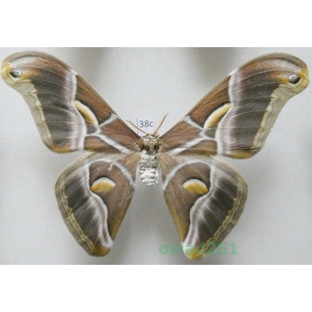Samia cynthia (Drury, 1773) male ex. ovo India 109mm38c